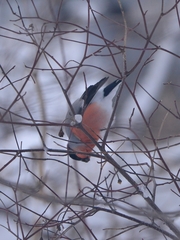Pyrrhula pyrrhula cassinii