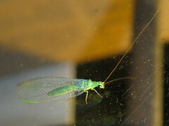 Plesiochrysa ramburi