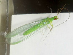 Plesiochrysa ramburi