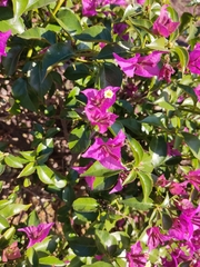 Bougainvillea