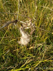 Eriophorum latifolium