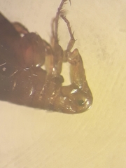Siphonaptera