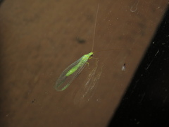 Plesiochrysa ramburi