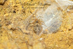 Oecobius maculatus