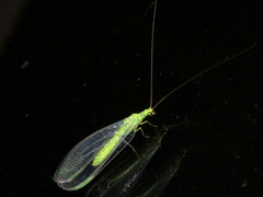 Plesiochrysa ramburi