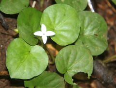 Geophila