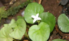 Geophila