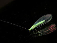 Plesiochrysa ramburi