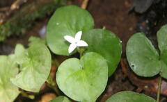 Geophila