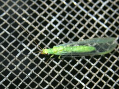 Plesiochrysa ramburi