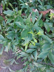 Ruscus