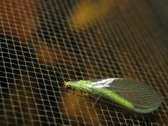 Plesiochrysa ramburi