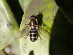 Betasyrphus serarius