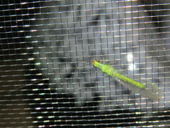 Plesiochrysa ramburi