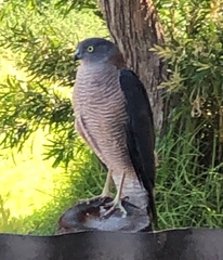 Accipiter cirrocephalus