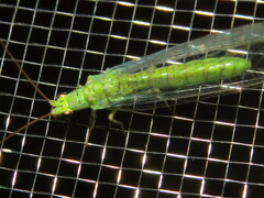 Plesiochrysa ramburi