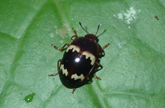 Iphiclus nitidulus