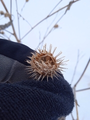 Arctium tomentosum