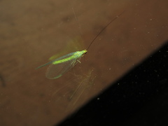 Plesiochrysa ramburi