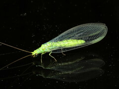 Plesiochrysa ramburi