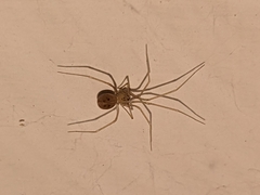 Spermophora senoculata