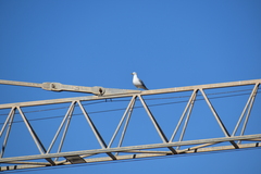 Larus michahellis michahellis
