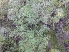 Thalictrum foetidum