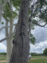 Chlamydosaurus kingii