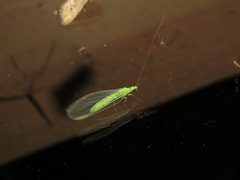 Plesiochrysa ramburi