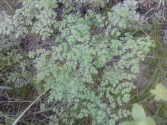 Thalictrum foetidum