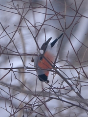 Pyrrhula pyrrhula cassinii