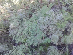 Thalictrum foetidum