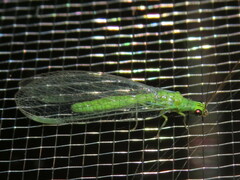 Plesiochrysa ramburi