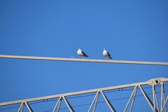 Larus michahellis michahellis
