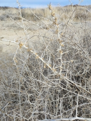 Halimodendron halodendron