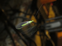 Plesiochrysa ramburi