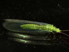 Plesiochrysa ramburi