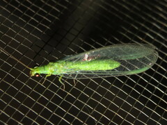 Plesiochrysa ramburi