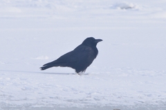 Corvus corone orientalis
