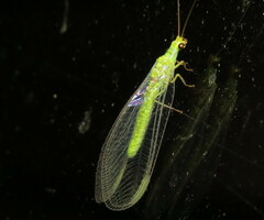 Plesiochrysa ramburi