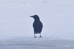 Corvus corone orientalis
