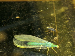 Plesiochrysa ramburi