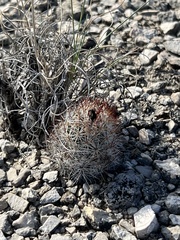 Escobaria emskoetteriana