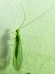 Plesiochrysa ramburi