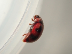 Novius cardinalis