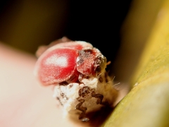 Novius cardinalis