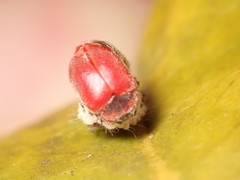 Novius cardinalis