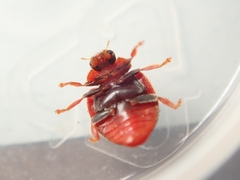 Novius cardinalis