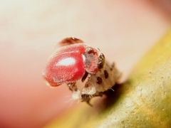 Novius cardinalis