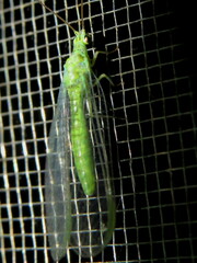 Plesiochrysa ramburi